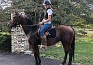 Other - Horse for Sale in Lancaster, PA 17516