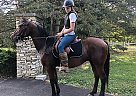 Other - Horse for Sale in Lancaster, PA 17516 Other - Horse for Sale in Lancaster, PA 17516