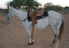 Excellent Horse for Sale Quarter Horse Gelding