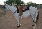Quarter Horse - Horse for Sale in Apache Juntion, AZ 85120