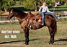 Quarter Horse - Horse for Sale in Cleburne, TX 40501