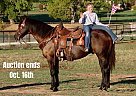 Quarter Horse - Horse for Sale in Cleburne, TX 40501 Quarter Horse - Horse for Sale in Cleburne, TX 40501