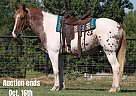 Quarter Horse - Horse for Sale in Canton, TX 40501 Quarter Horse - Horse for Sale in Canton, TX 40501