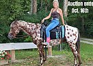 Appaloosa - Horse for Sale in Spencerville, IN 40501