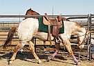 Appaloosa Mare for Sale in Powell, Wyoming Appaloosa Mare for Sale in Powell, Wyoming