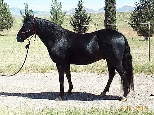 Gentle and Smooth Gaited Trail Horse