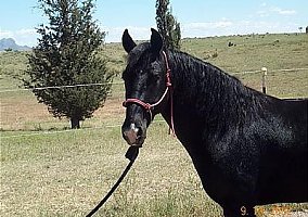 Rocky Mountain (Rocky Mountain, Stallion) in Sonoita, AZ