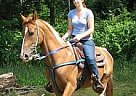 Spotted Saddle - Horse for Sale in Barrie, ON 