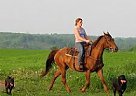 Quarter Horse - Horse for Sale in Barrie, ON Quarter Horse - Horse for Sale in Barrie, ON