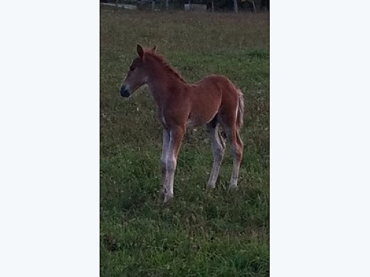 Great Trail Horse for Beginners!