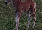 Spotted Saddle - Horse for Sale in Barrie, ON 