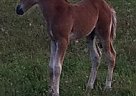 Spotted Saddle - Horse for Sale in Barrie, ON Spotted Saddle - Horse for Sale in Barrie, ON