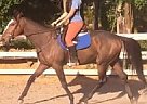 - Stallion in Staten Island, NY - Stallion in Staten Island, NY