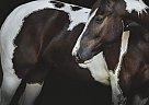 Gypsy Vanner - Horse for Sale in Everett, PA 40501 Gypsy Vanner - Horse for Sale in Everett, PA 40501