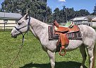 Quarter Pony - Horse for Sale in Valrico, FL 33534