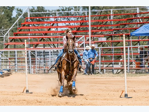 Junior Rodeo/Lesson Mare