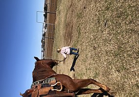 Quarter Horse (Quarter Horse, Mare) in Pilot Point, TX