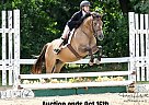 Pony - Horse for Sale in Highland, MI 40501 Pony - Horse for Sale in Highland, MI 40501