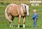 Quarter Pony - Horse for Sale in Rushville, NE 40501 Quarter Pony - Horse for Sale in Rushville, NE 40501