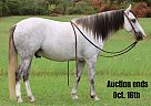 Quarter Horse - Horse for Sale in Stephenville, TX 40501 Quarter Horse - Horse for Sale in Stephenville, TX 40501