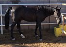 Missouri Fox Trotter - Horse for Sale in Gilbert, AZ 85386