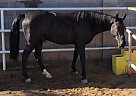 Missouri Fox Trotter - Horse for Sale in Gilbert, AZ 85386 Missouri Fox Trotter - Horse for Sale in Gilbert, AZ 85386