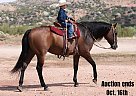 Quarter Horse - Horse for Sale in Waco, TX 40501 Quarter Horse - Horse for Sale in Waco, TX 40501