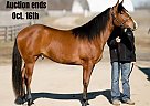Quarter Horse - Horse for Sale in Whitley City, KY 40501 Quarter Horse - Horse for Sale in Whitley City, KY 40501