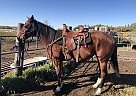 Chrome - Mare in Brandon, MB Chrome - Mare in Brandon, MB