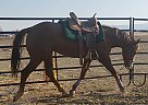 Appaloosa Mare for Sale in POWELL, Wyoming Fancy