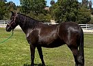Andalusian - Horse for Sale in LOS ANGELES, CA 90001 Andalusian - Horse for Sale in LOS ANGELES, CA 90001