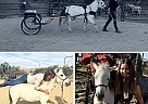 Miniature - Horse for Sale in Los Angeles, CA 90012