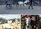 Miniature - Horse for Sale in Los Angeles, CA 90012 Miniature - Horse for Sale in Los Angeles, CA 90012