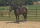 Ringo Starr - Gelding in Syracuse, IN Ringo Starr - Gelding in Syracuse, IN
