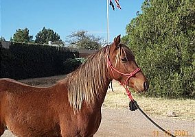 Rocky Mountain (Rocky Mountain, Stallion) in Sonoita, AZ
