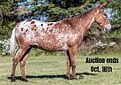 Mule - Horse for Sale in Van Horne, IA 40501 Mule - Horse for Sale in Van Horne, IA 40501