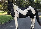 Paint Mare for Sale in Lancaster, Pennsylvania Paint Mare for Sale in Lancaster, Pennsylvania
