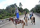 Mounted Shooting Prospect Shamrock