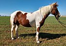 Kid Safe Mare Jasmine