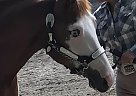 Double Registered AQHA/APHA Mare Cali