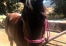 Quarter Horse - Horse for Sale in Solvang, CA 93460