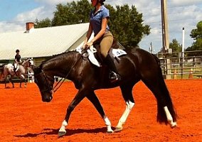 2007 PTHA Black/Tobiano Gelding Pinto Gelding