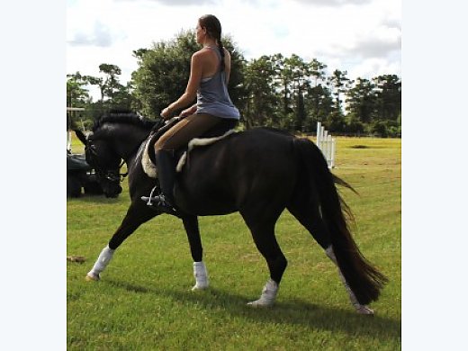 2007 PTHA Black/Tobiano Gelding