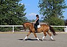 Warmblood - Horse for Sale in Prince George, BC t2k 5v Warmblood - Horse for Sale in Prince George, BC t2k 5v