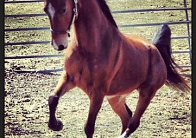 4YO Registered Morgan Gelding Morgan Gelding