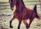 - Gelding in Gorham, ME - Gelding in Gorham, ME