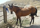 Azteca Mare Azteca Mare