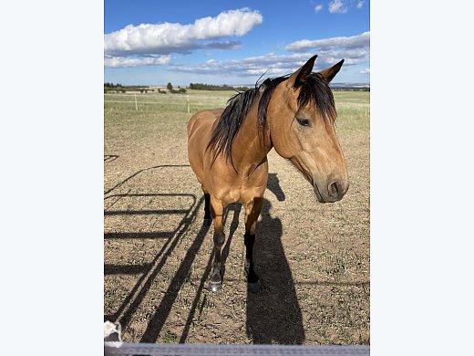 AQH Gelding 10 Y/O