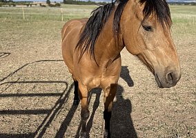 Quarter Horse (Quarter Horse, Gelding) in The Dalles, OR