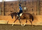 Cadence - Mare in Smithville, ON Cadence - Mare in Smithville, ON